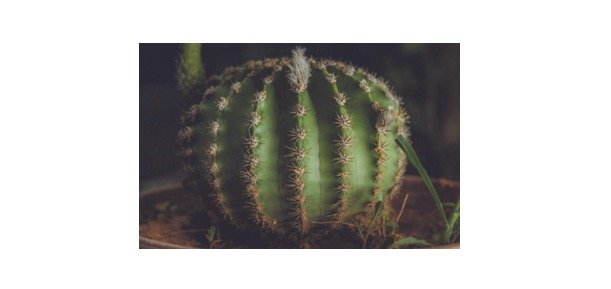 Ball Cactus