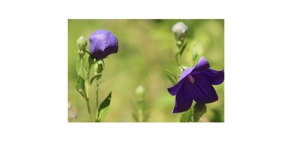 Balloon Flowers