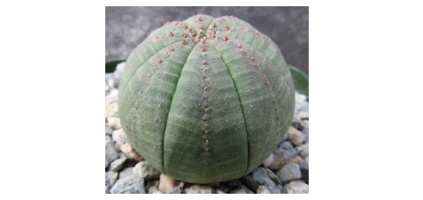 Euphorbia Obesa